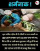 /itahwa-se-ganjam-udisaa-jaatiy-utpidan-ka-belagaam-raakshs